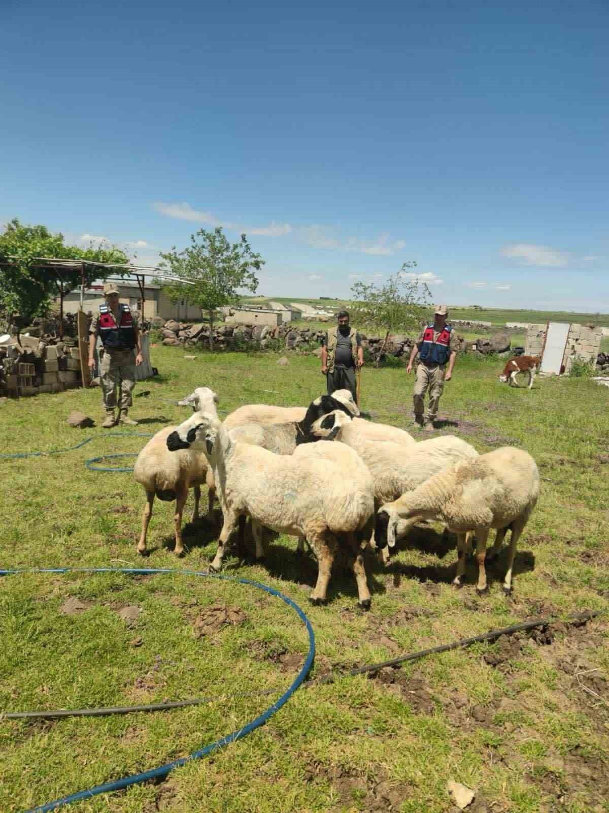 KÜÇÜKBAŞ HAYVANLAR DRON SAYESİNDE BULUNDU