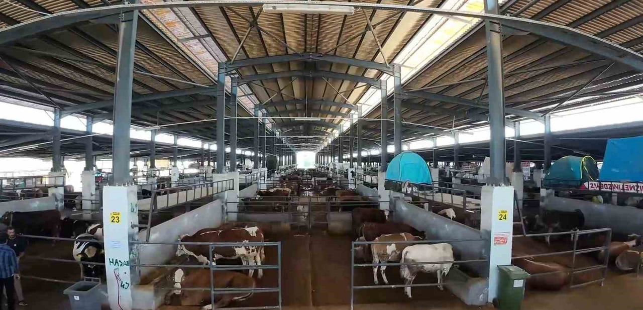 KURBAN BAYRAMI’NA 10 GÜN KALA İNEGÖL BELEDİYESİ MODERN HAYVAN PAZARINDA ÜLKENİN DÖRT BİR YANINDAN...