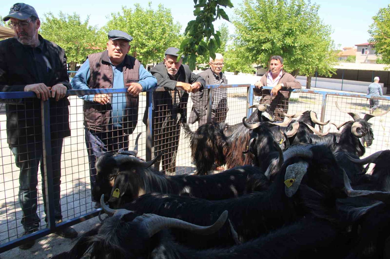 KURBAN BAYRAMI’NA GÜNLER KALA, MENTEŞE’DEKİ BAYIR HAYVAN PAZARI’NDA SATIŞ HAREKETLİLİĞİ DEVAM...
