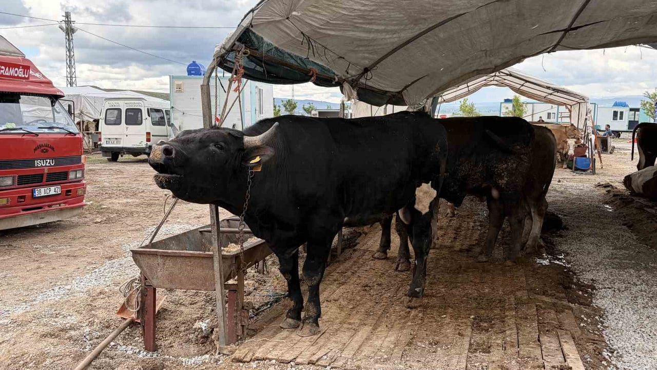 KURBAN BAYRAMI’NA SAYILI GÜNLER KALA KURBAN PAZARLARINDA PAZARLIKLAR KIZIŞIRKEN, BESİCİLER İSE...
