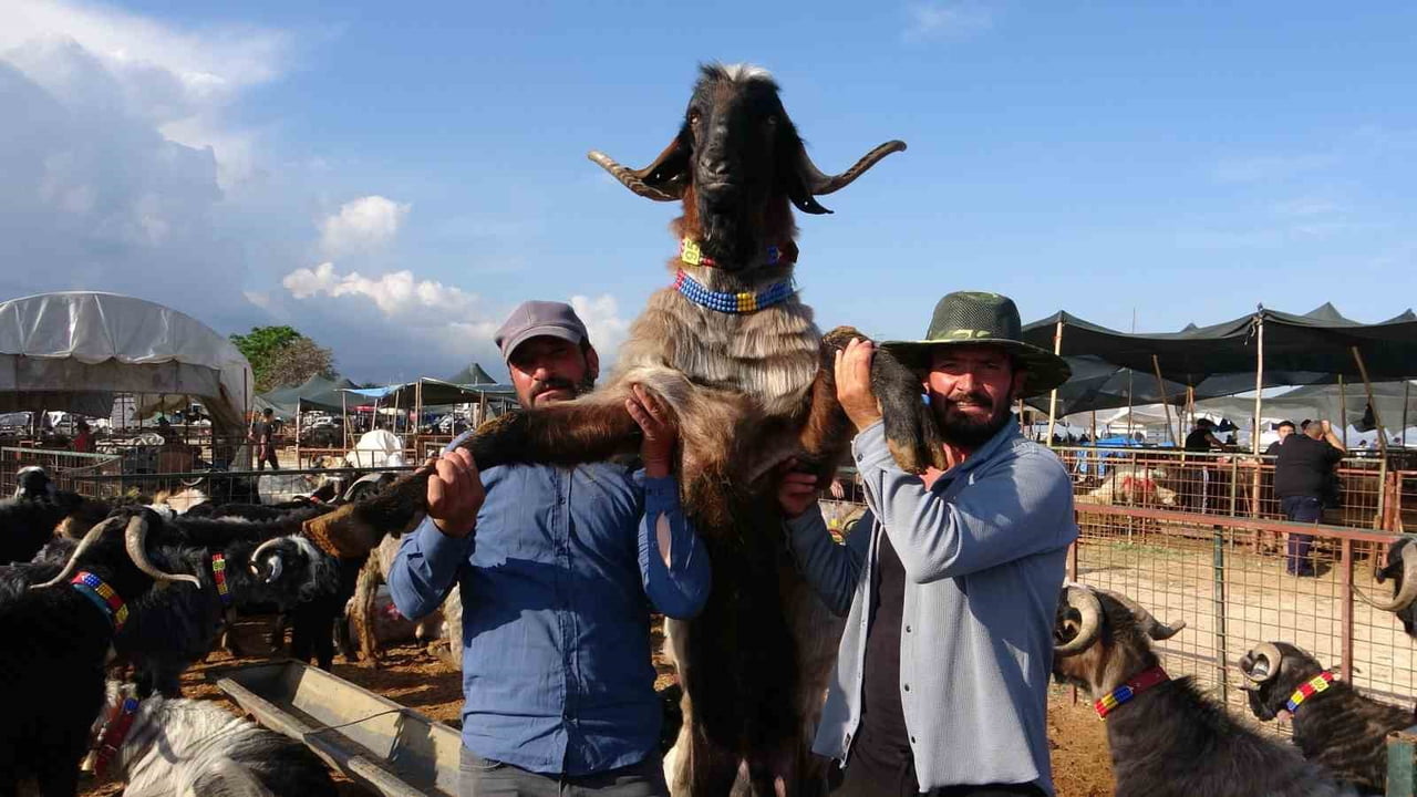 KURBAN BAYRAMI’NA SAYILI GÜNLER KALA MERSİN’DE KURULAN KURBAN PAZARINDA HAREKETLİLİK ARTARKEN...