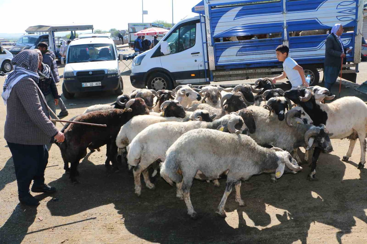 KURBAN BAYRAMI’NA SAYILI GÜNLER KALA YOĞUNLUK YAŞANIYOR. VATANDAŞLAR KURBANLIK ALMAK İÇİN...