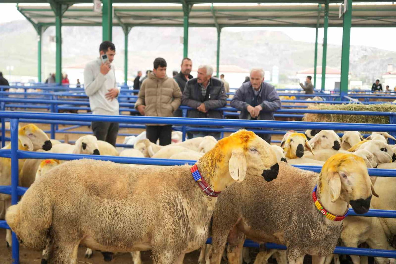 KURBAN BAYRAMI’NIN YAKLAŞMASIYLA BİRLİKTE NİĞDE’DE CANLI HAYVAN PAZARINDA HARAKETLİ GÜNLER...