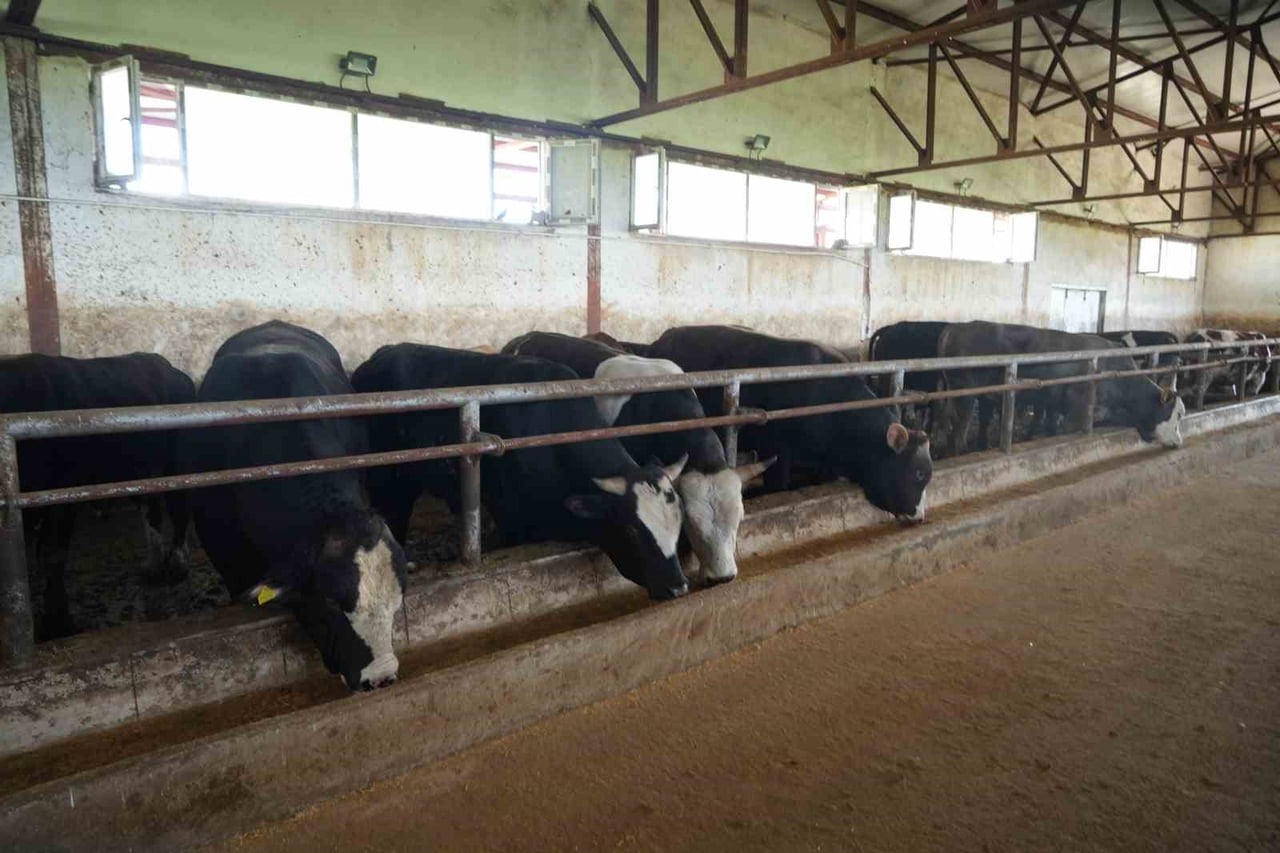 KURBAN BAYRAMI ÖNCESİ VATANDAŞLARIN VEKALET YOLUYLA YURT DIŞINDA KURBAN KESTİRMEYİ TERCİH ETMESİ...