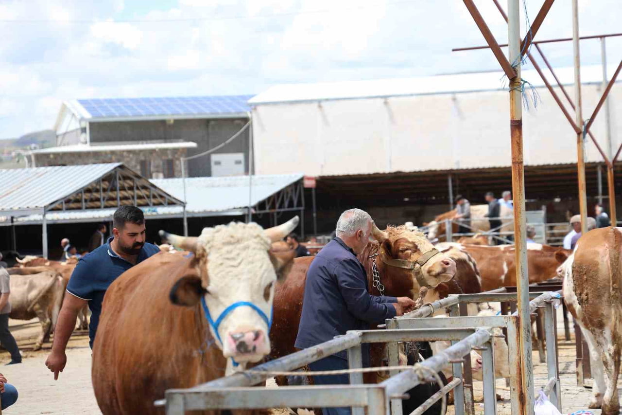 KURBAN BAYRAMI ÖNCESİNDE ELAZIĞ CANLI HAYVAN PAZARI'NDA ALICI VE SATICILARIN HAREKETLİLİĞİ...