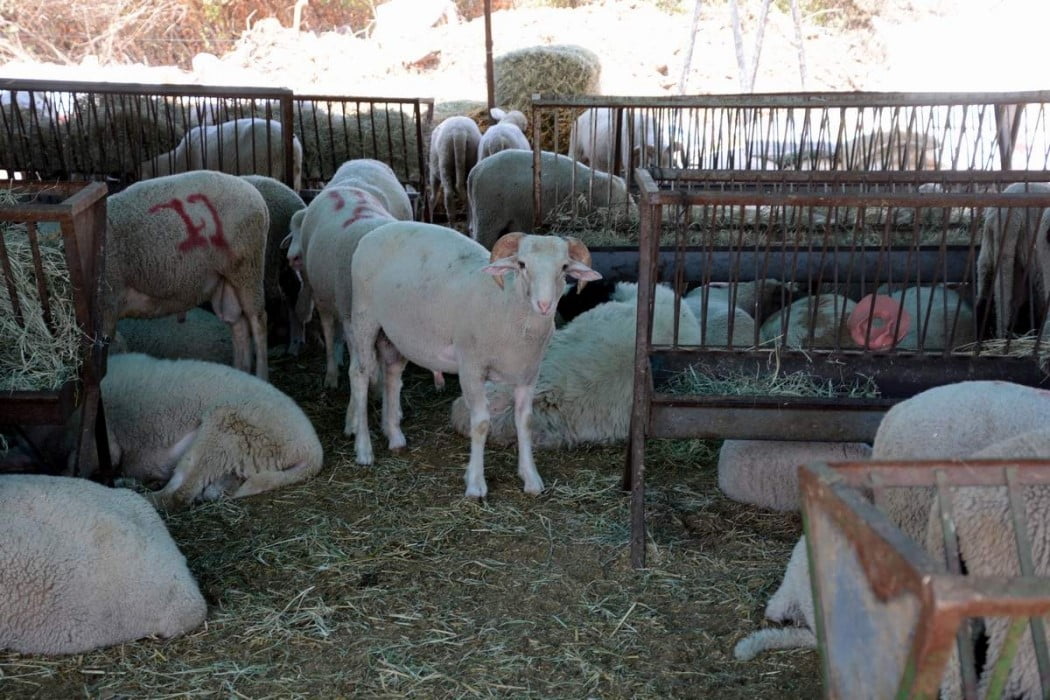 KURBAN BAYRAMININ BİRİNCİ GÜNÜ BÜYÜKBAŞ KURBANLIK HAYVAN KESİM BEDELİ 4 BİN 500 TL, KÜÇÜKBAŞ KESİM...