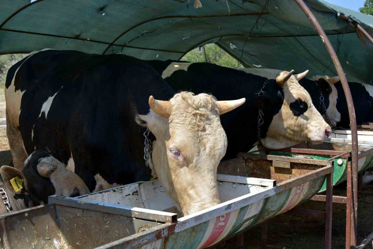 KURBAN BAYRAMININ BİRİNCİ GÜNÜ BÜYÜKBAŞ KURBANLIK HAYVAN KESİM BEDELİ 4 BİN 500 TL, KÜÇÜKBAŞ KESİM...