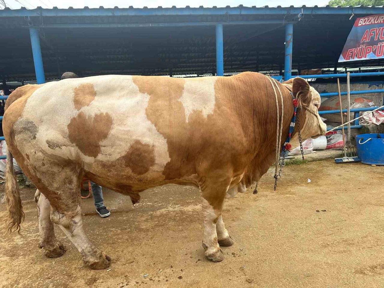 KURBAN PAZARININ EN AĞIR HAYVANI OLAN 1,2 TONLUK DEV TOSUN, GERÇEKLEŞTİRİLEN SIKI PAZARLIKLARIN...