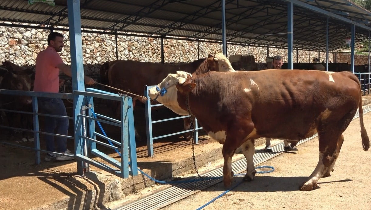 KURBAN PAZARININ GÖZDESİ 1 TON 200 KİLOGRAMLIK DANA 450 BİN TL'YE ALICI BULDU