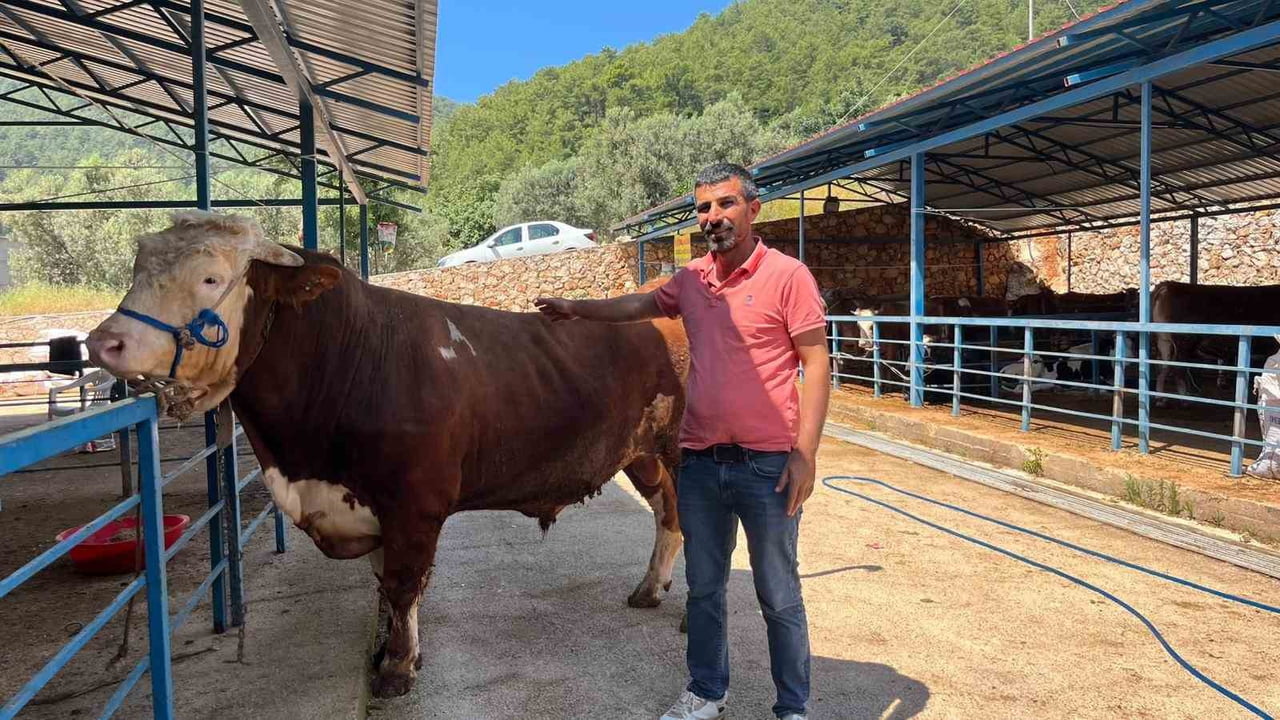 KURBAN PAZARININ GÖZDESİ 1 TON 200 KİLOGRAMLIK DANA 450 BİN TL'YE ALICI BULDU