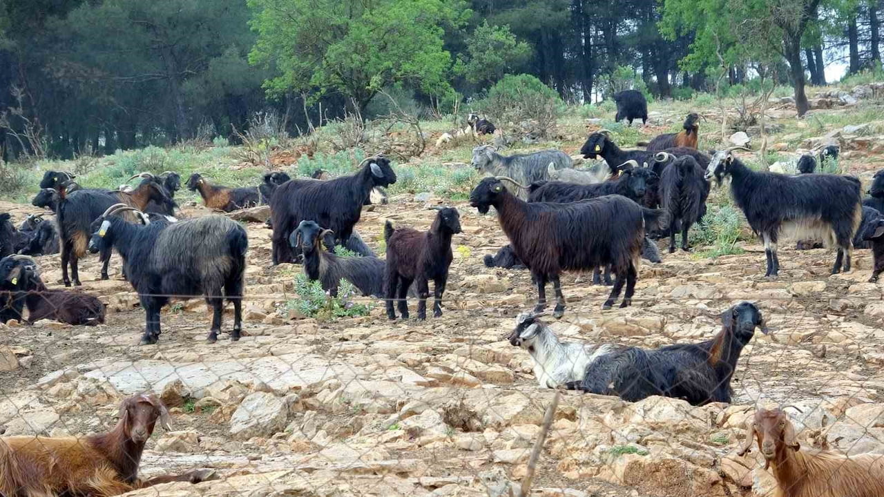 KURBANLIK VAR, ALICI YOK PAZARDA DURGUNLUK HAKİM