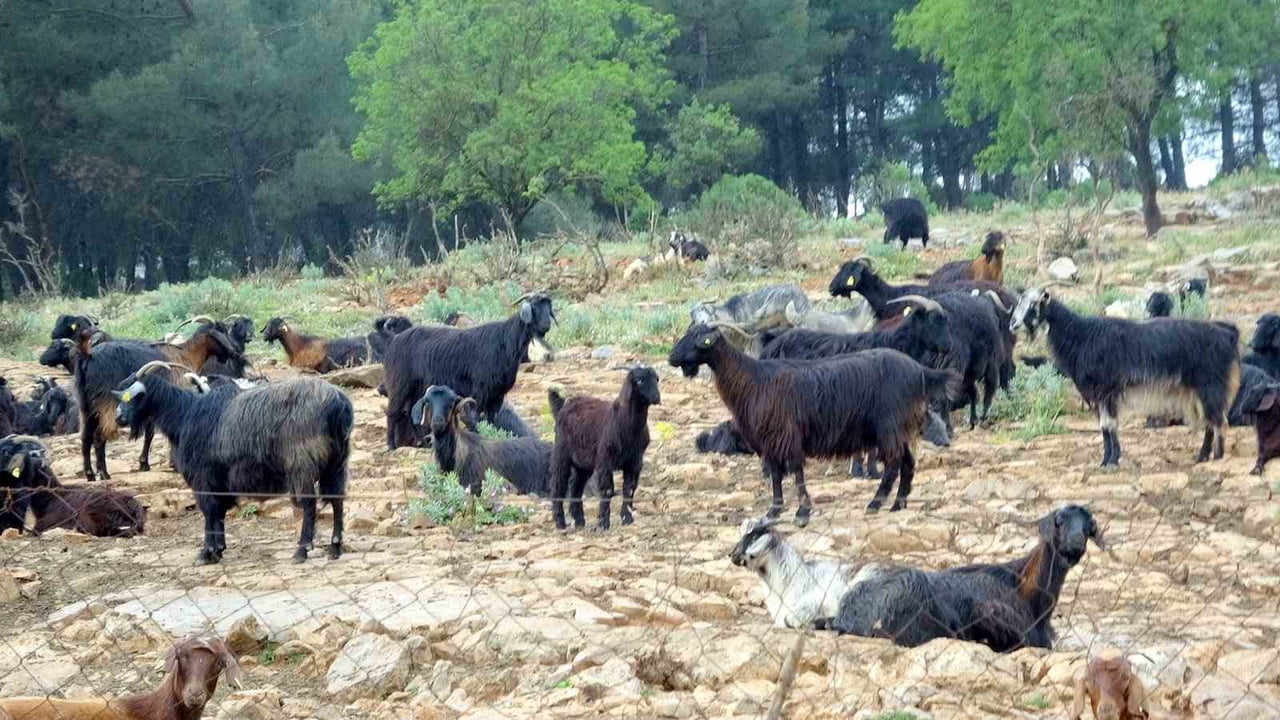 KURBANLIK VAR, ALICI YOK PAZARDA DURGUNLUK HAKİM