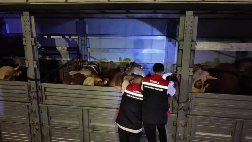 Kurbanlıklar İstanbul'a giriş yaptı: 81 ilden 60 bin kurbanlık getirildi