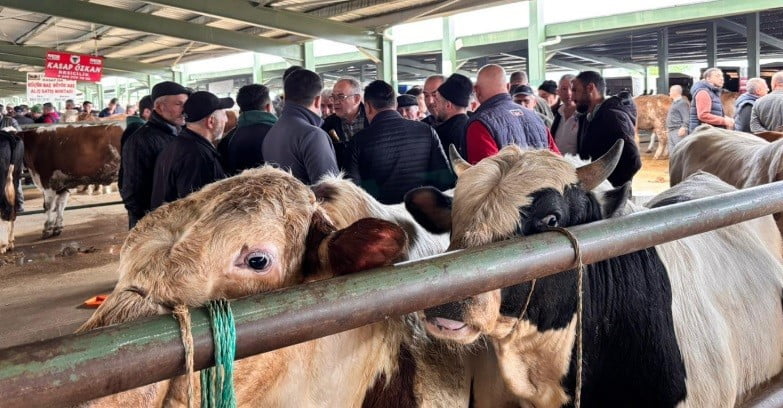KÜTAHYA’NIN TAVŞANLI İLÇESİNDE KURBAN BAYRAMI’NA SAYILI GÜNLER KALA HAYVAN PAZARINDA HAREKETLİLİK...