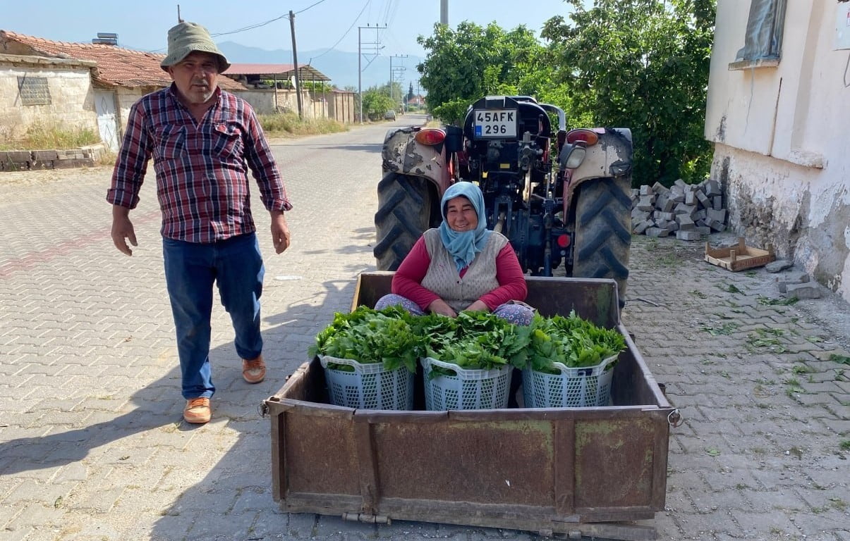 MANİSA'NIN ALAŞEHİR İLÇESİNDE ÜZÜM HASADI ÖNCESİ ÜRETİCİNİN EN ÖNEMLİ GELİR KAYNAKLARINDAN BİRİ...