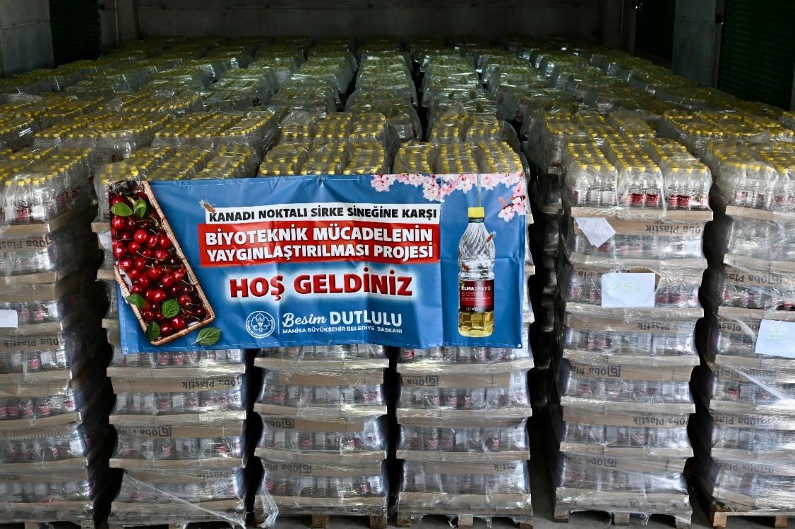 MANİSA BÜYÜKŞEHİR BELEDİYESİ, KİRAZ ÜRETİMİNDE BÜYÜK ZARARA YOL AÇAN ‘KANADI NOKTALI SİRKE SİNEĞİ’...