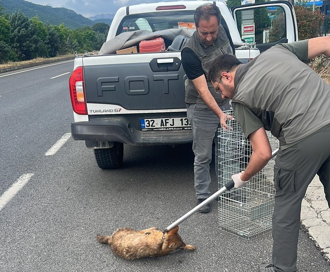 MANİSA’NIN AHMETLİ İLÇESİNDE ARAÇ ÇARPMASI SONUCU YARALANAN ÇAKAL, DOĞA KORUMA VE MİLLİ PARKLAR...