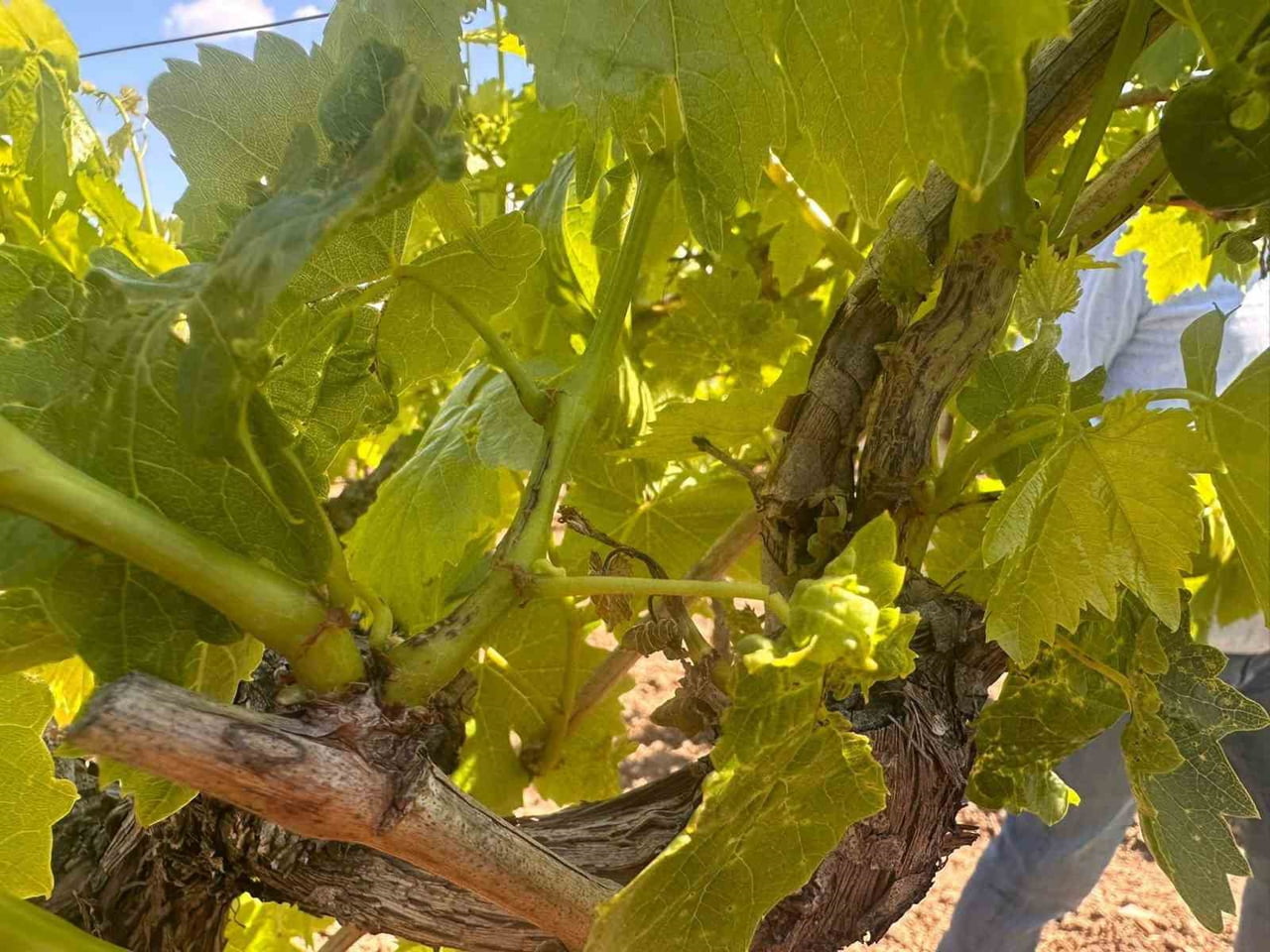 MANİSA’NIN SALİHLİ İLÇESİNDEKİ TARIM VE ORMAN MÜDÜRLÜĞÜ, BAĞ ÜRETİCİLERİNİ YAKINDAN İLGİLENDİREN...