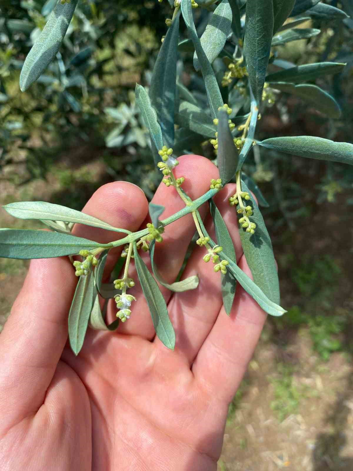 MANİSA’NIN SALİHLİ İLÇESİNDEKİ TARIM VE ORMAN MÜDÜRLÜĞÜ EKİPLERİ, ZEYTİN ÜRETİCİLERİNİ HALKALI...