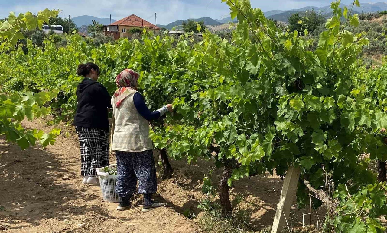 MANİSA’NIN SARIGÖL İLÇESİNDE BAĞLARDAN TOPLANAN SALAMURALIK TAZE YAPRAKLAR ÜRETİCİNİN YÜZÜNÜ...