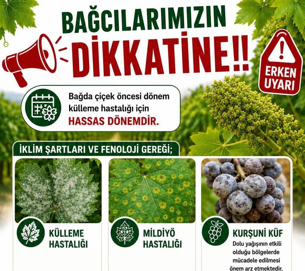 MANİSA’NIN SARIGÖL İLÇESİNDE ÜZÜM BAĞLARININ ÇİÇEK DÖNEMİNE GİRMESİYLE BİRLİKTE İLÇE TARIM VE...