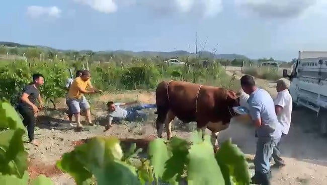 MUDANYA İLÇESİNDE KAMYONETTEN İNDİRİLEN KURBANLIK BOĞA, SAHİPLERİNE ZOR ANLAR YAŞATTI