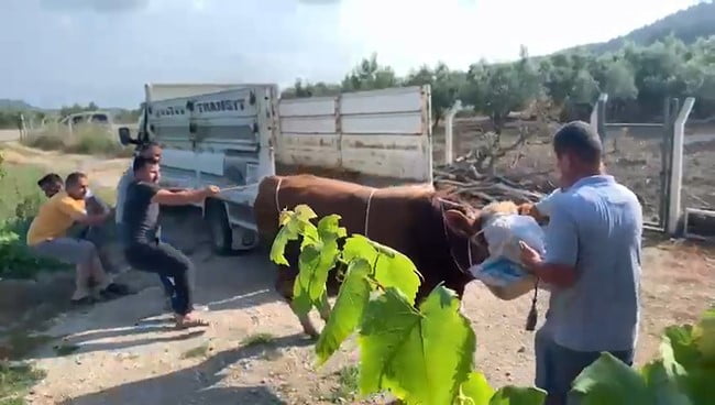 MUDANYA İLÇESİNDE KAMYONETTEN İNDİRİLEN KURBANLIK BOĞA, SAHİPLERİNE ZOR ANLAR YAŞATTI