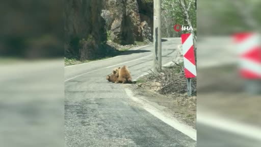 Munzur Vadisi'nde ilginç anlar kamerada: Anne ayı yavrusunu yolda emzirdi