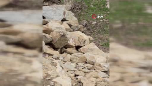 Muş’ta nadir görülen beyaz sansar görüntülendi