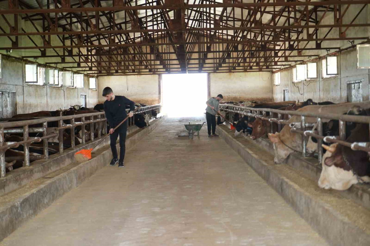 MUŞ’TAN BATI İLLERİNE 50 BİN KURBANLIK HAYVAN SEVK EDİLECEK