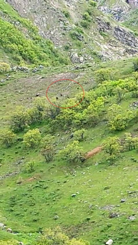 NAZIMİYE İLÇESİNDE ARAZİDE GEZİNEN AYILAR, BİR VATANDAŞ TARAFINDAN GÖRÜNTÜLENDİ