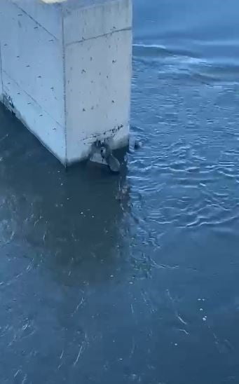 NESLİ TÜKENMEKTE OLAN SU SAMURU, ARDAHAN'DA BALIK YERKEN AMATÖR KAMERA TARAFINDAN...