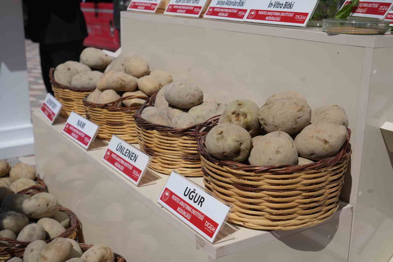NİĞDE’DE 60 TON PATATES TOHUMU ÜRETİCİLERE DAĞITILDI