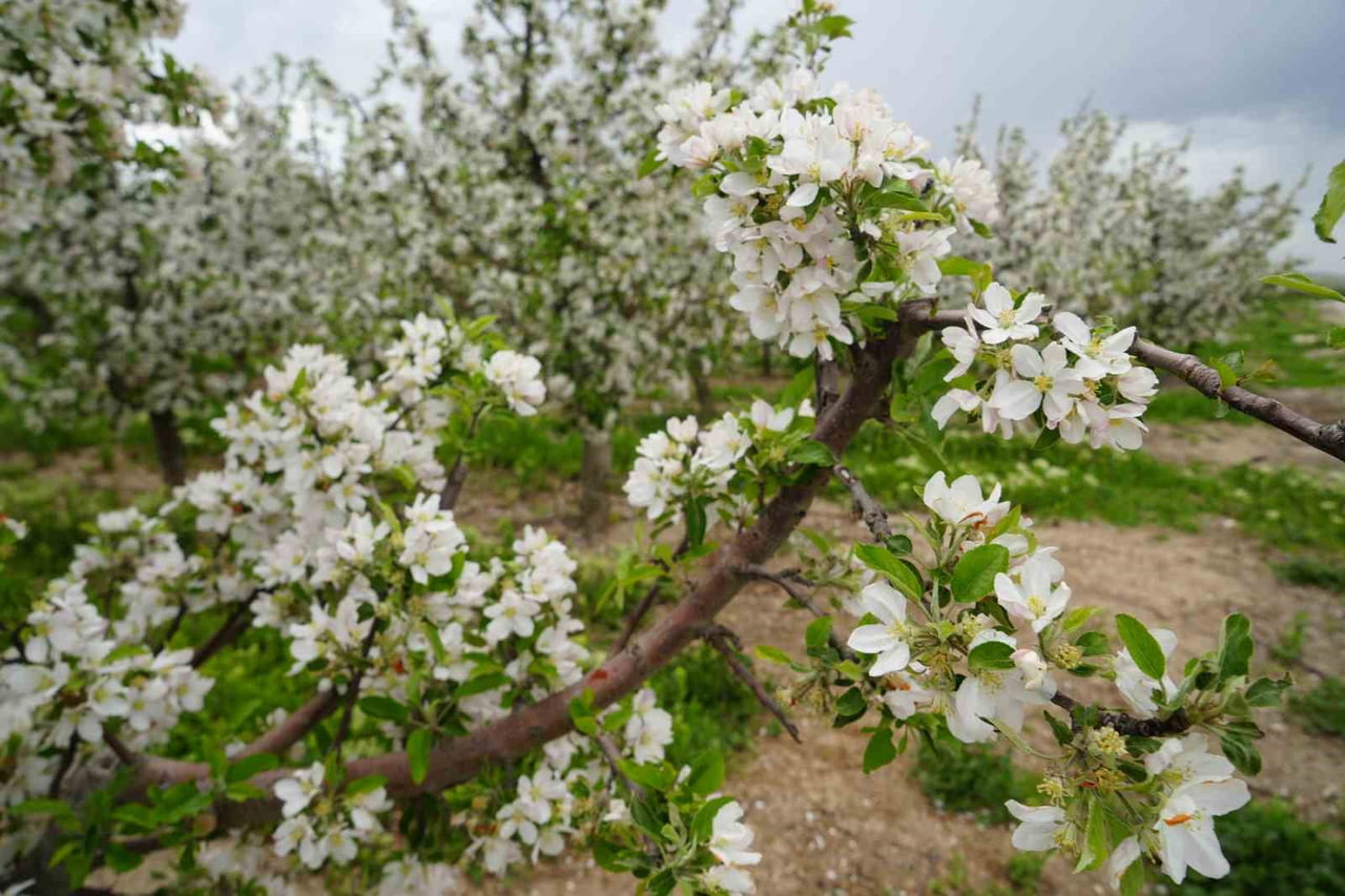 NİĞDE ELMA ÜRETİCİLER BİRLİK BAŞKANI ATİLLA KAPLAN ELMADA ÜRETİCİ İLE MARKET ARASINDAKİ FİYAT...