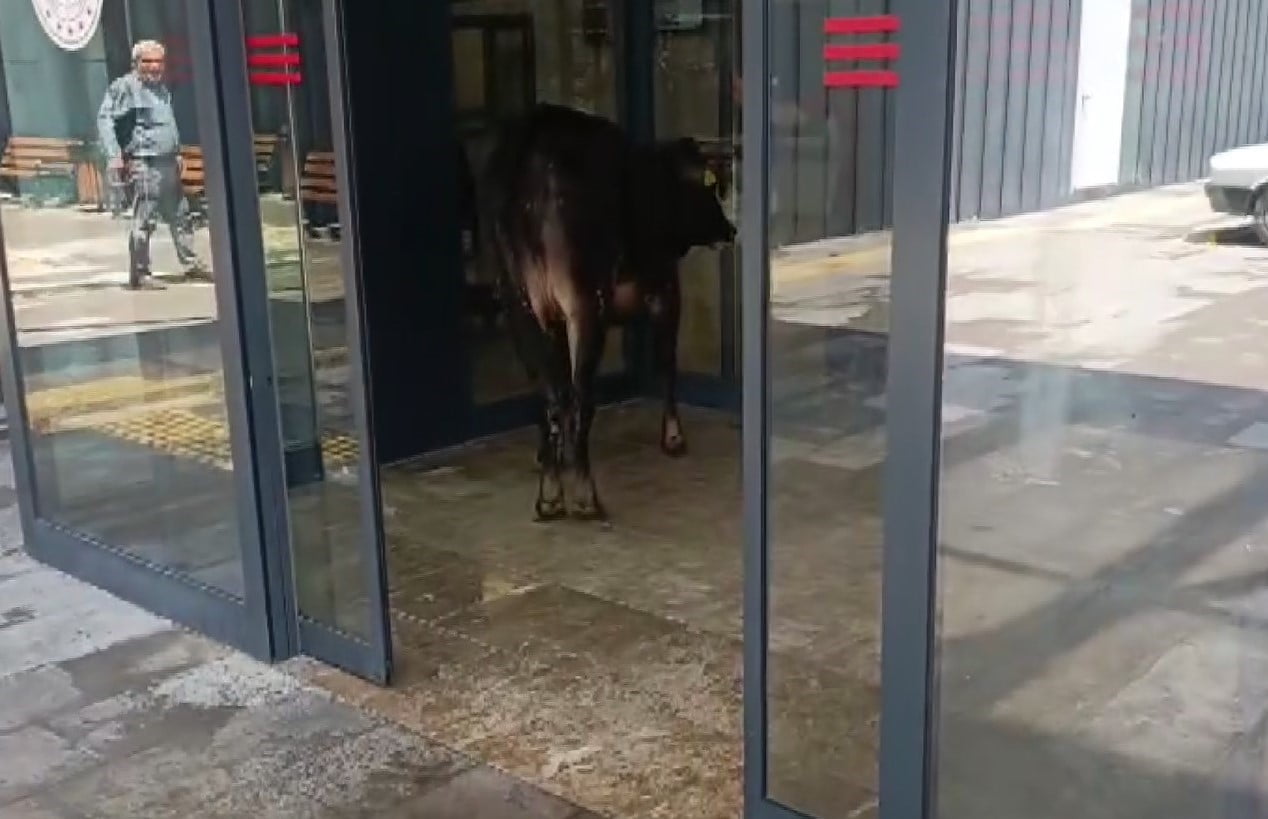 NİZİP'TE KAÇAN KURBANLIK DANA SOLUĞU ACİL SERVİSTE ALDI