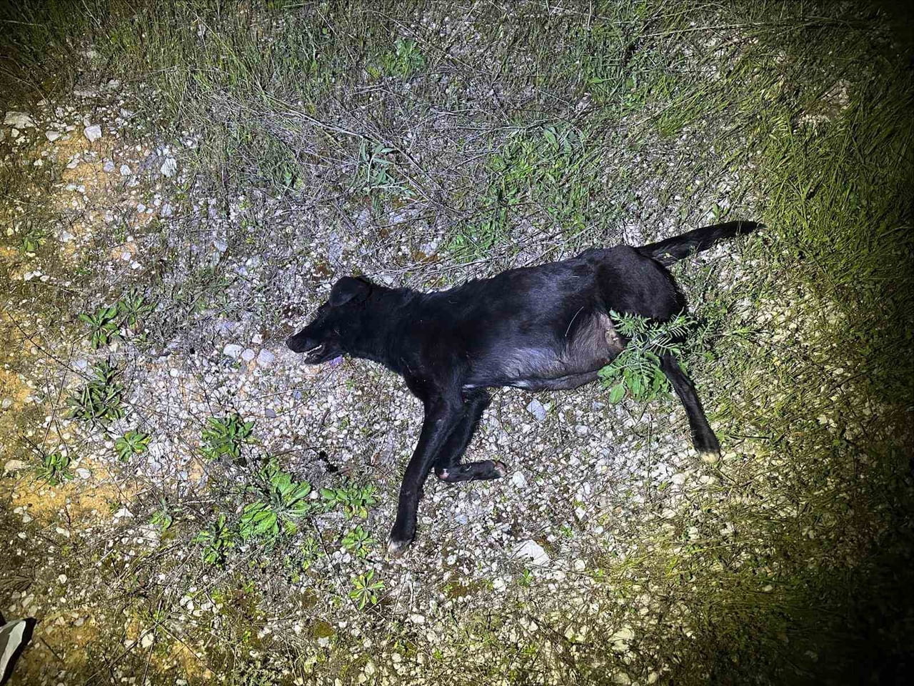 ÖNÜNE ANİDEN ÇIKAN KÖPEĞE DURAMAYARAK ÇARPTI