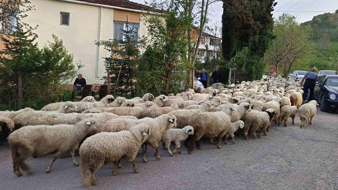 ORDU’DA KOYUNCULUKLA UĞRAŞAN VATANDAŞLAR, BAHARIN GELMESİYLE BİRLİKTE YAYLALARA GÖÇ ETMEYE...
