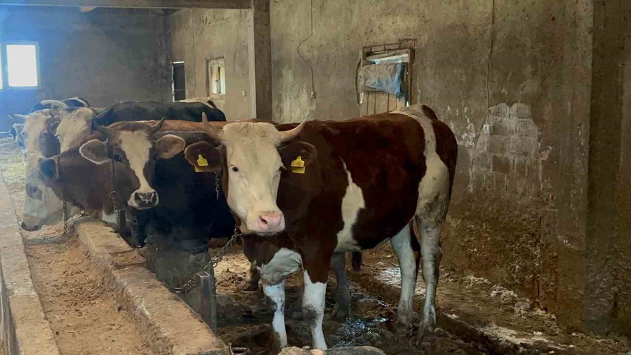 ORDU’DA KURBAN BAYRAMI’NA SAYILI GÜNLER KALA HAYVAN PAZARLARINDA HAREKETLİLİK BAŞLADI.
