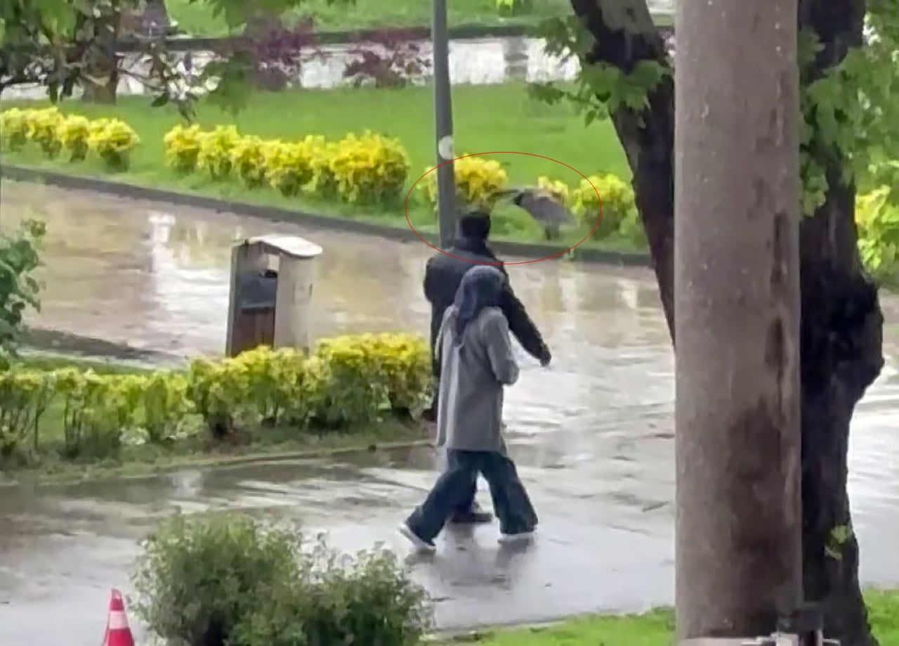 ORDU’DA SAHİLDE YÜRÜYÜŞ YAPAN VATANDAŞLAR YAĞMURA DEĞİL, HAYLAZ BİR KARGAYA KARŞI MÜCADELE...