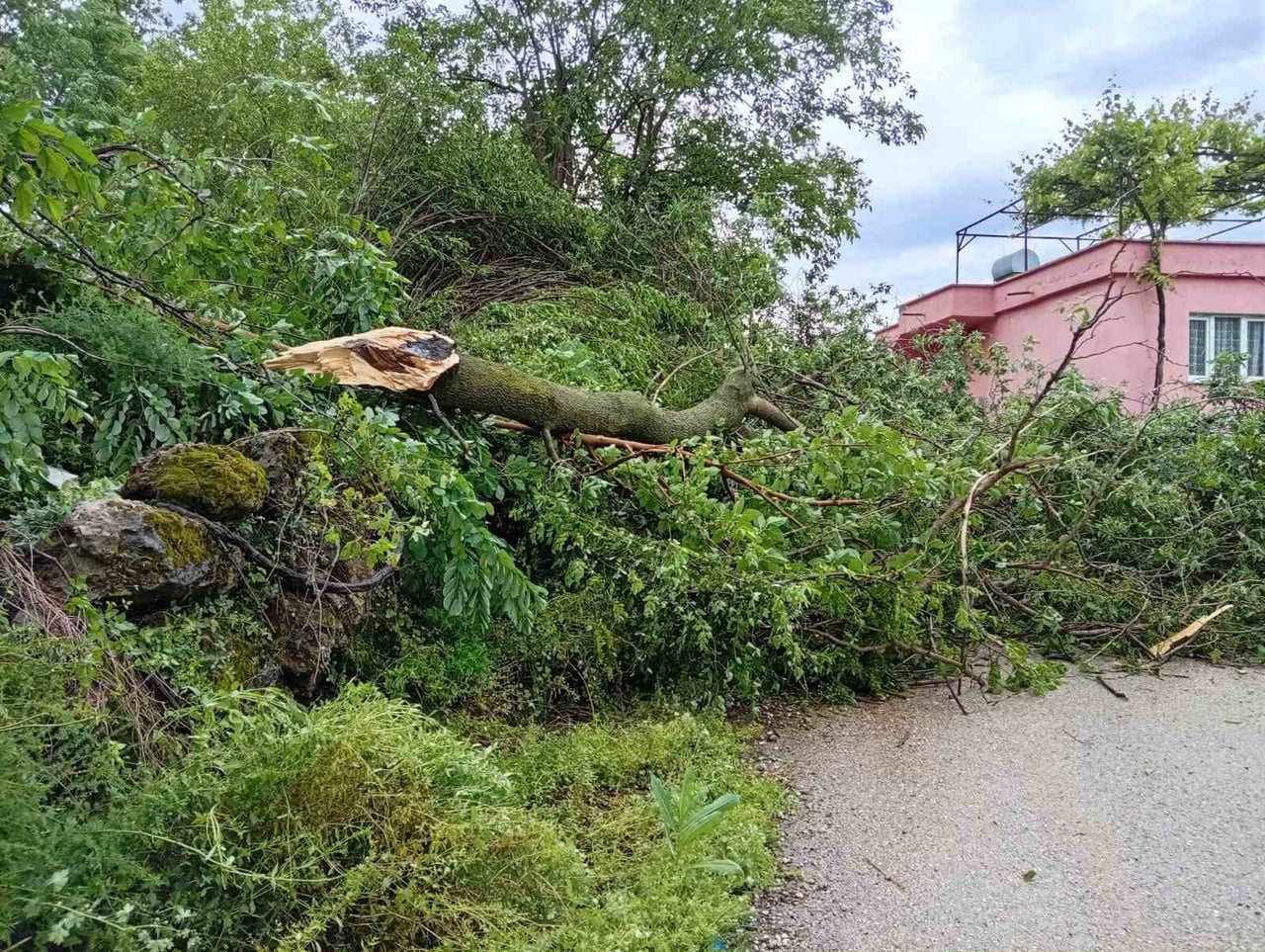 OSMANİYE'DE HORTUM AĞAÇLARI KÖKÜNDEN SÖKÜP ATTI