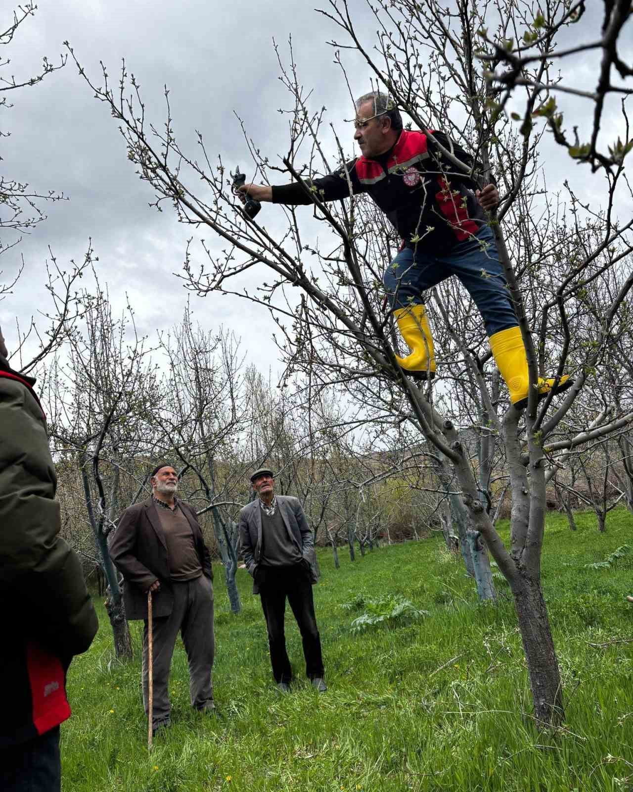 OTLUKBELİ’NDE ÜRETİCİLERE MEYVE AĞAÇLARINDA BUDAMA EĞİTİMİ