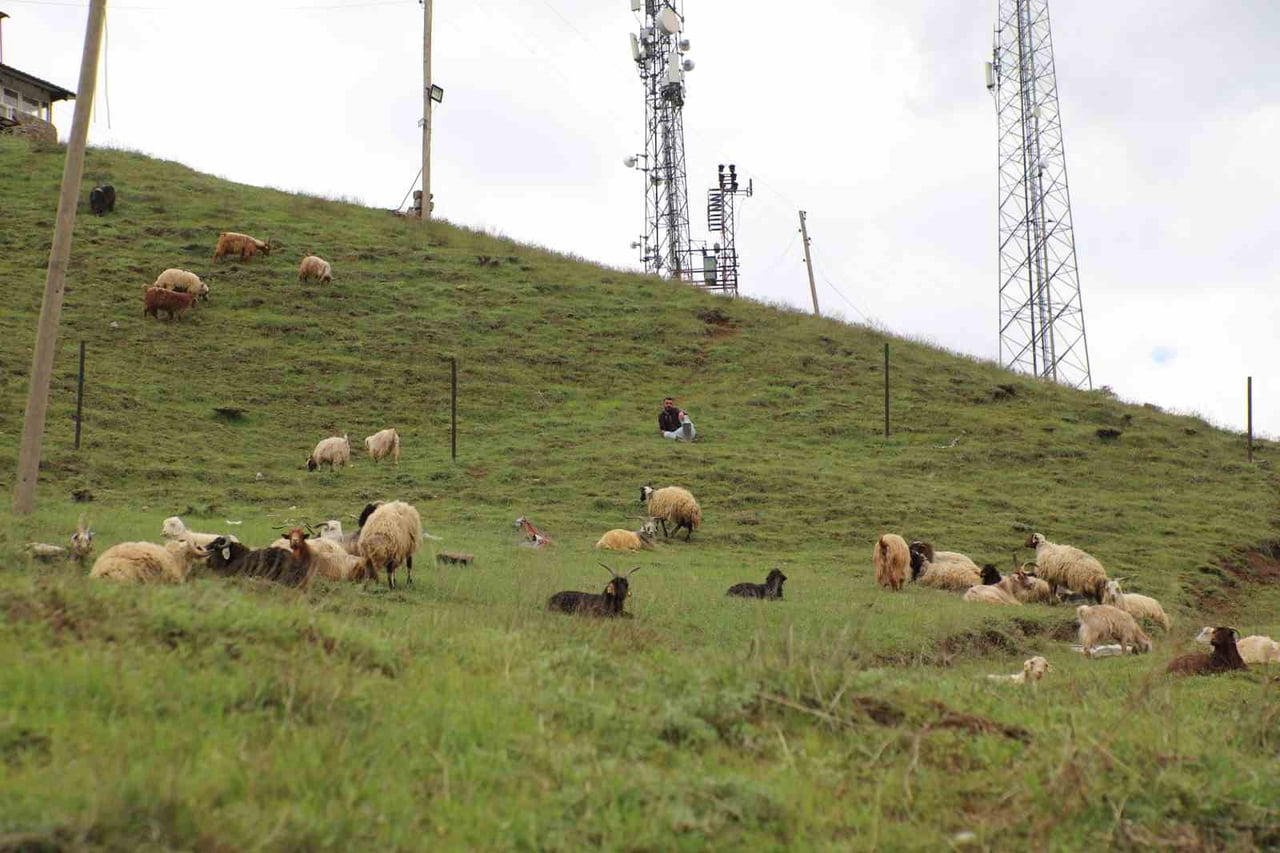 PAZARDA, BESİCİLER VATANDAŞLARI BEKLEMEYE BAŞLADI.