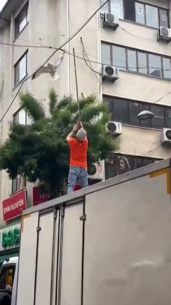 PENDİK'TE ELEKTRİK TELLERİNE TAKILAN MARTI ÇEVREDEKİ VATANDAŞLARIN MÜDAHALESİNİN ARDINDAN...