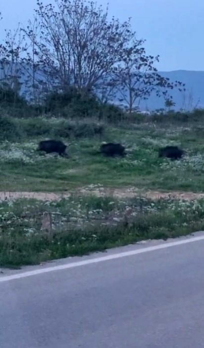 RHANGAZİ İLÇESİNDE ŞEHİR MERKEZİNE ÇOK YAKIN BİR NOKTADA DOMUZ SÜRÜSÜ VATANDAŞLARIN CEP TELEFONU...