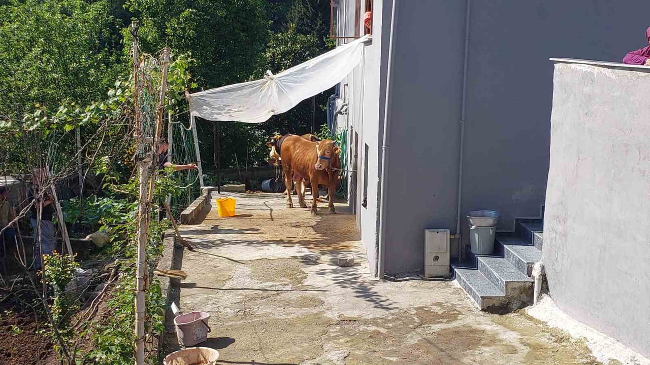 RİZE'DE AHIRDAN ÇIKARTILDIĞI SIRADA SAHİPLERİNİN ELİNDEN KURTULARAK KAÇAN KURBANLIK, BELEDİYE...