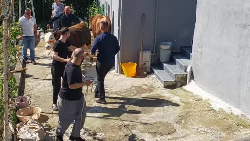 Rize'de kaçan kurbanlık büyük baş hayvan sahiplerine zor anlar yaşattı