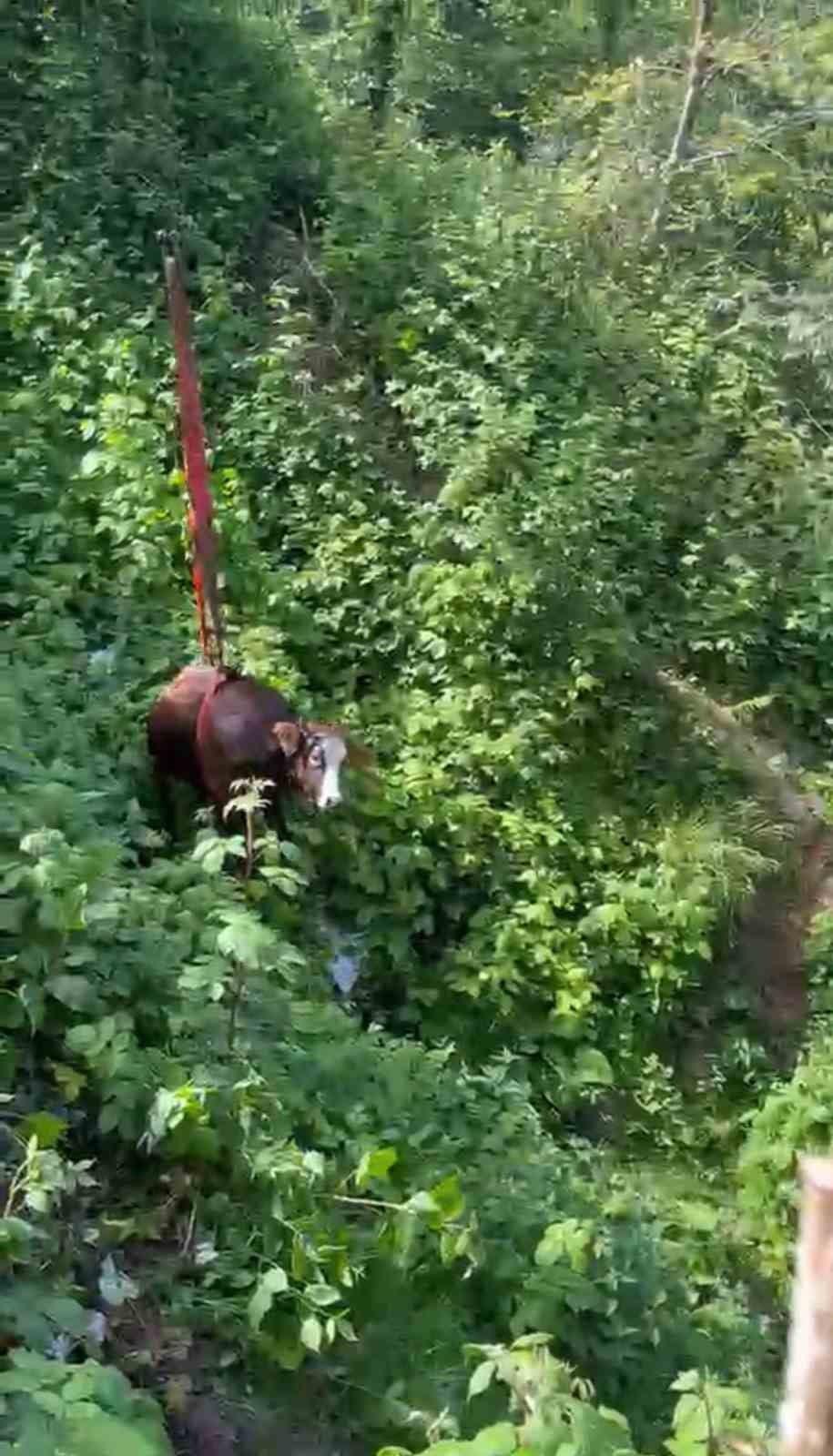 RİZE’DE DERE YATAĞINA YUVARLANAN KURBANLIK İNEK, SAATLER SÜREN ÇALIŞMA SONUCU VİNÇ YARDIMIYLA...