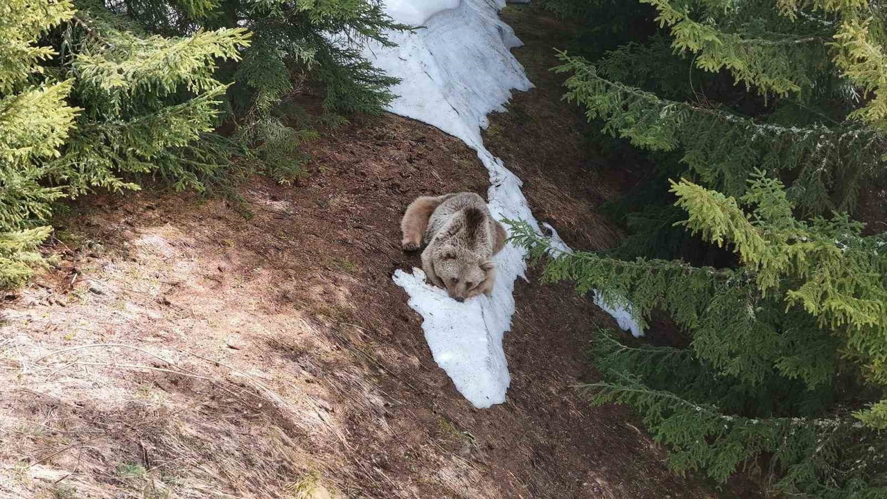 RİZE’NİN HEMŞİN İLÇESİNE BAĞLI TROVİT YAYLASI’NDA EVLERE GİREN BOZ AYI DRON KAMERASINA...