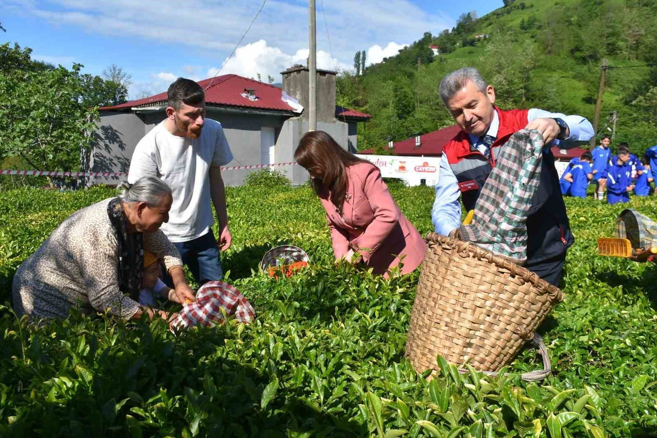 RİZE VE TRABZON’UN ARDINDAN ARTVİN’DE DE YENİ SEZON YAŞ ÇAY HASADI BAŞLADI. KEMALPAŞA İLÇESİNE...