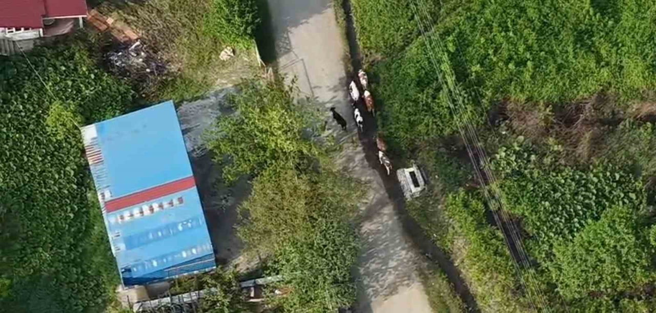 SAKARYA'NIN HENDEK İLÇESİNDE OTLADIKLARI SIRADA KAYBOLAN 7 ADET BÜYÜKBAŞ HAYVAN, JANDARMA...